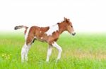 Horse Foal Walking In Green Grass Stock Photo