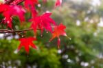 Red And Orange Leaves Of The Liquidambar Under The Autumn Rain Stock Photo