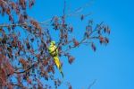 Parakeet Perched On A Tree In London Stock Photo