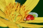 Ladybug On A Marsh Marigold Stock Photo