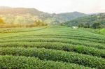 Landscape Of Green Tea Plantation Stock Photo