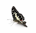 Butterfly Isolated On White Background Stock Photo