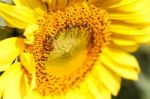 Close Up Of Sunflower And Be Stock Photo