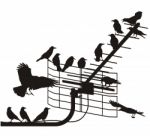 Crows On Aerial Stock Photo