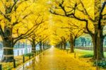 Row Of Yellow Ginkgo Tree In Autumn. Autumn Park In Tokyo, Japan Stock Photo