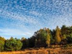 Scenic View Of The Ashdown Forest In Sussex Stock Photo