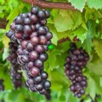 Ripening Grape Clusters On The Vine Stock Photo