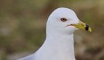 Beautiful Isolated Image Of A Cute Gull Stock Photo