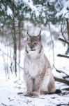 Lynx In A Winter Forest Stock Photo