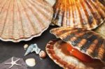 Sea Shells On Wet Stones Stock Photo