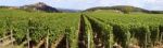Field Of Vines Stock Photo