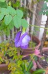 Butterfly Pea Flower Stock Photo