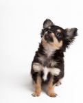 Chihuahua Puppy Stock Photo