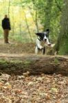 Spaniel Dog Jumping A Log In A Wood Stock Photo