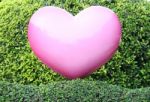 Pink Heart On Green Hedge Stock Photo