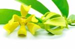 Ylang Ylang Flower Stock Photo