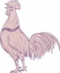 Chicken Rooster Crowing Side Drawing Stock Photo