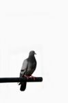 Pigeon Stock Photo