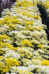 Chrysanthemum Morifolium Flowers Garden Stock Photo