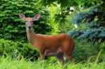 White Tailed Deer Stock Photo