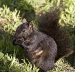 Beautiful Image With A Cute Black Squirrel Stock Photo