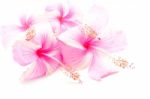 Pink Hibiscus Stock Photo