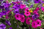 Rusper, Sussex/uk - June 26 : Close-up Of A Window Box Outside A Stock Photo