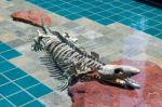Alligator Skeleton Under Water Stock Photo