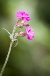 Silene Dioica-red Campion Stock Photo