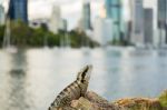 Water Dragon Outside During The Day By The Brisbane River Stock Photo