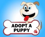 Adopt Puppy Shows Looking After Dog Pets Stock Photo
