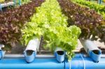 Hydroponic Vegetable Garden Stock Photo