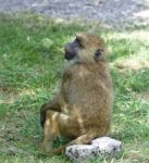 The Young Baboon Is Sitting Stock Photo