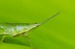 Grasshopper On Green Leaf Stock Photo
