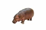 Isolated Hippopotamus On White Background Stock Photo