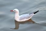 Slender-billed Gull Stock Photo