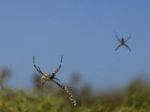 Spider And Web Stock Photo