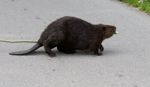 Isolated Close Image With A Funny Canadian Beaver Going Across The Road Stock Photo