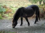 Exmoor Pony In The  Ashdown Forest In Autumn Stock Photo