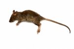 Dead Rat  Stock Photo