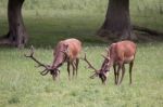 Red Deer Stags Grazing On Grassland In Surrey Stock Photo