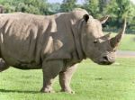 Background With A Rhinoceros Standing Awake Stock Photo