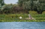 Great White Egret (egretta Alba) And Grey Heron (ardea Cinerea) Stock Photo