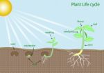 Plant Life Cycle Stock Photo