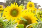 Beautiful Sunflower Plant In Public Garden Stock Photo