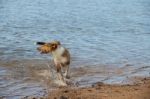 Puppy Collie On The Beach Pet Friendly Stock Photo