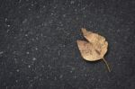 Leaf On Road Stock Photo