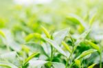 Tea Leaves With Green Background Stock Photo