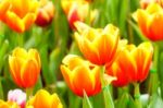 Orange Yellow Tulip In Garden Stock Photo