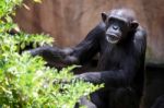 Chimpanzee Resting In The Bioparc Fuengirola Stock Photo